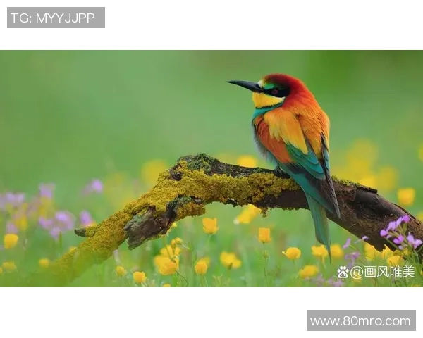 足球调色盘:探索足球世界中的色彩与情感交织之美